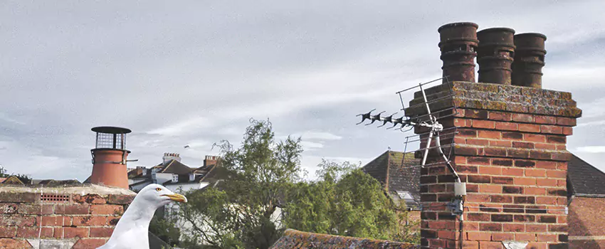 Chimney Cleaning And Restoration in Inkster, Michigan